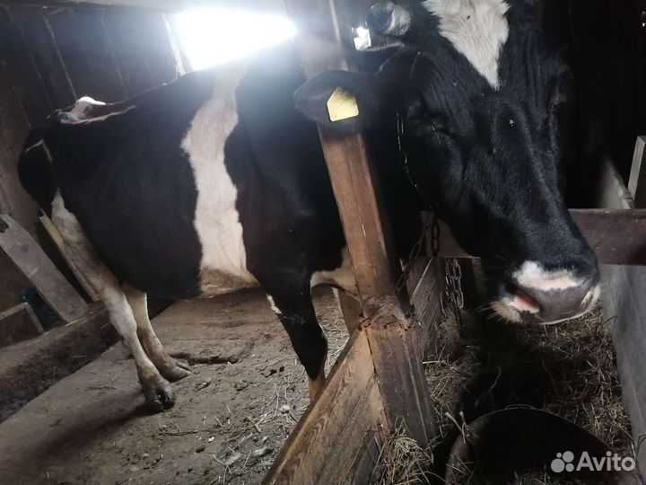 Продам коров