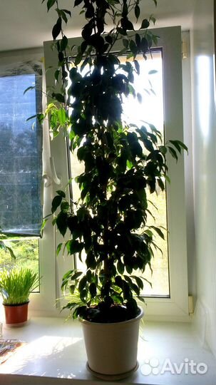 Фикус Бенджамина