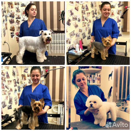 Стрижка кошек и собак выезд в любой район