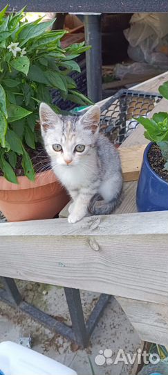 Котенок девочка в дар