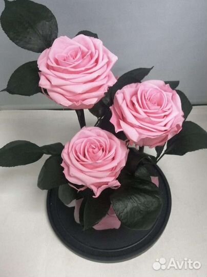 Роза в колбе