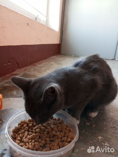 Отдам бесплатно кошку