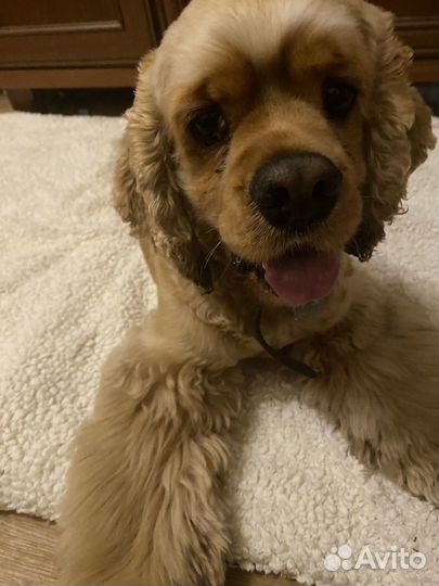 Передержка для собак