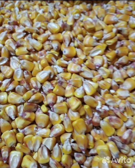 Кукуруза
