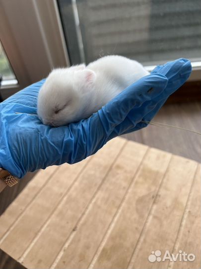 Карликовые, декоративные кролики