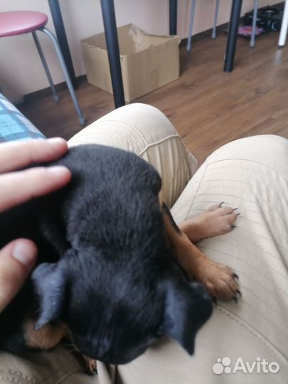 Тойтерьер девочка