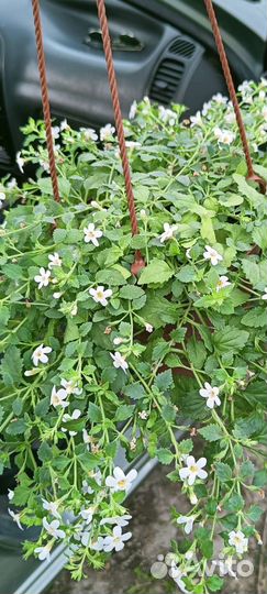 Фуксия сортовая и бакопа