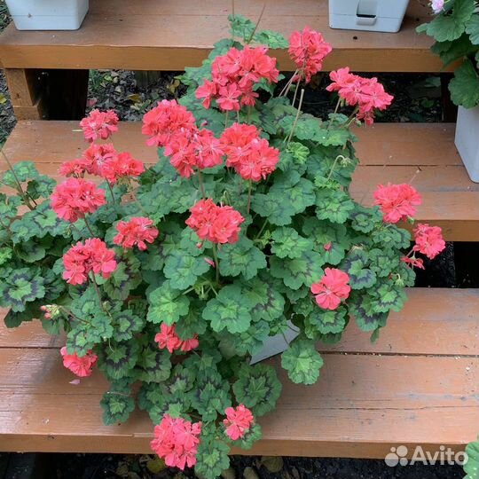 Пеларгонии сортовые