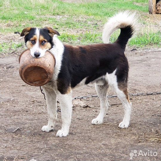 Собака в добрые руки