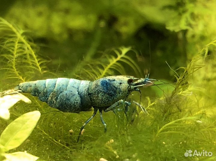 Креветки Taiwan bee