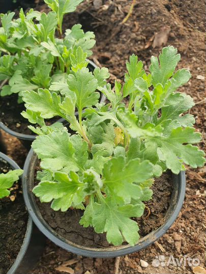 Хризантема корейская и мультифлора