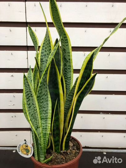 Сансевиерия лауренти H 80