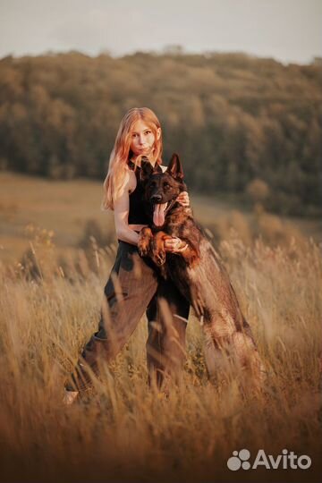 Кинолог-инструктор, дрессировка