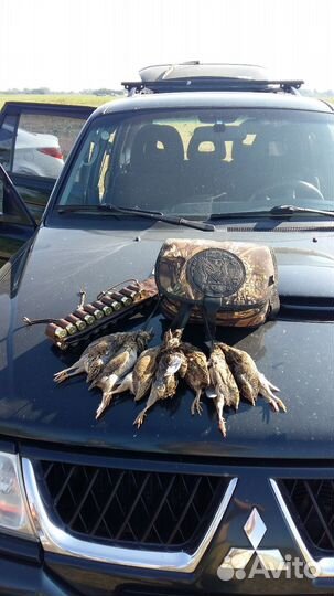 Щенки курцхаар