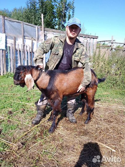 Козел на вязку и продажу,дойная коза