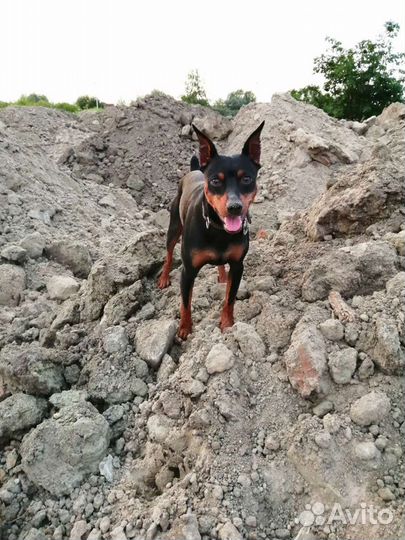 Вязка кобеля цвергпинчера