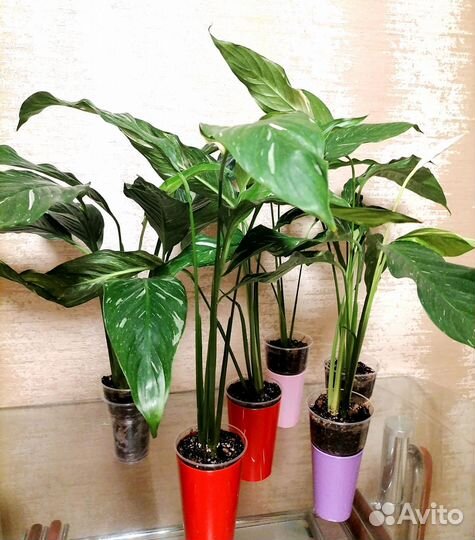 Спатифиллум Даймонд(Бриллиант)