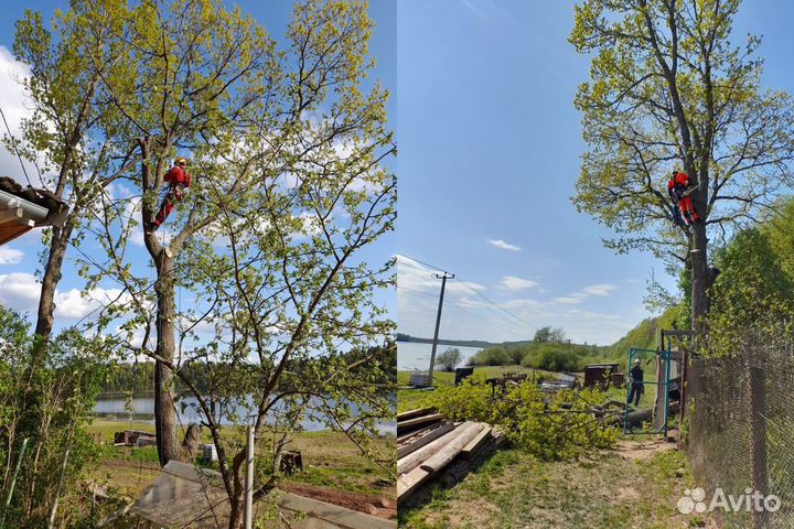 Обрезка Спил Удаление деревьев любой сложности