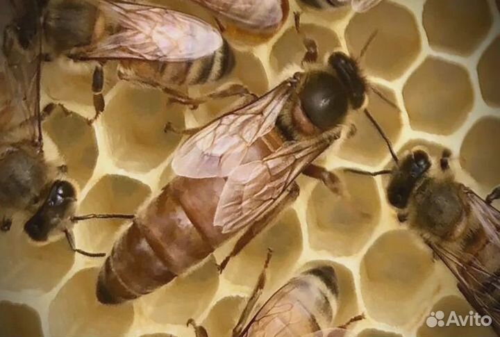 Пчелопакеты и матки пчелиные Бакфаст и Карника F1