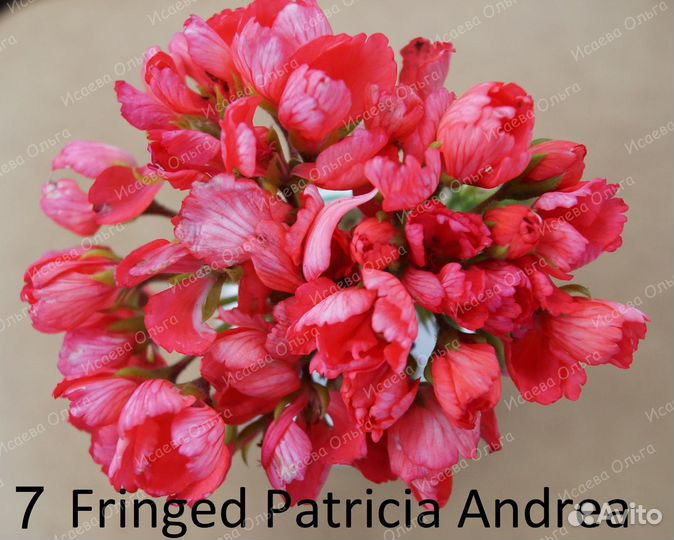 Тюльпановидная, махровая и др. пеларгония