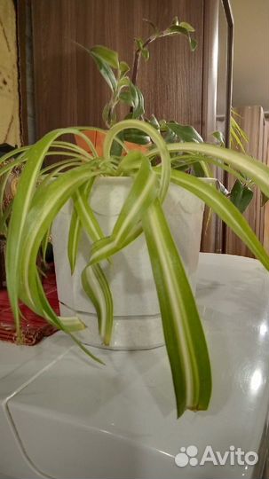 Хлорофитум