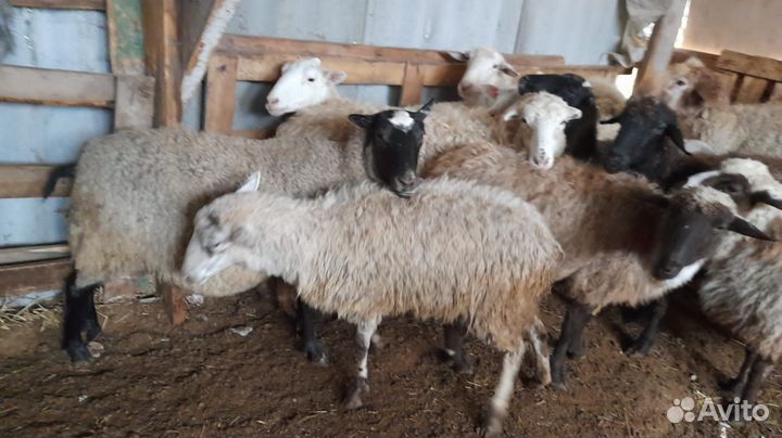 Беременные овцы