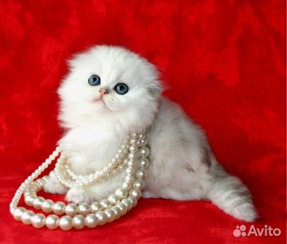 Шотландские вислоухие котята золото и серебро