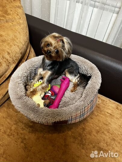 Зооняня,передержка собак