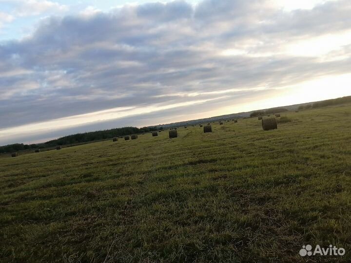 Продам сено в рулонах