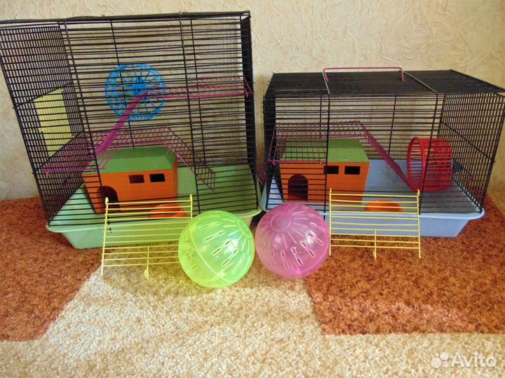 Джунгарские хомяки - разноцветные окрасы. клетки