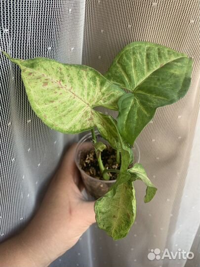 Сингониумы разные сорта