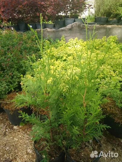 Туя смарагд саженцы