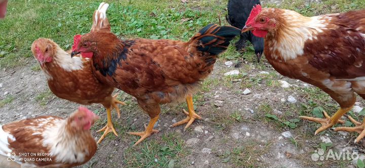 Молодые петушки