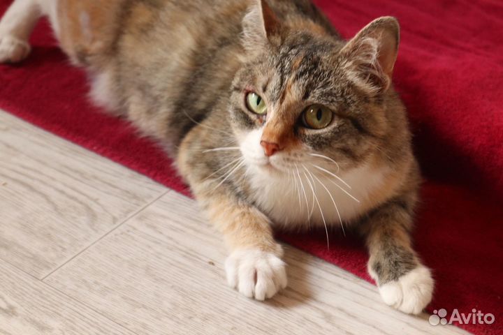 Кошка Радуга