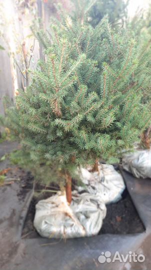 Ели зелёные и голубые