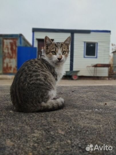 Котенок мальчик в добрый руки