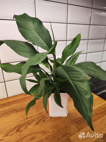 Спатифиллум