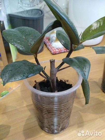 Фикус каучуконосный