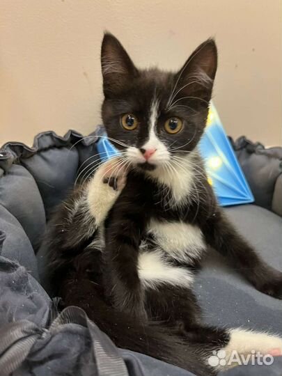 Милый котёнок