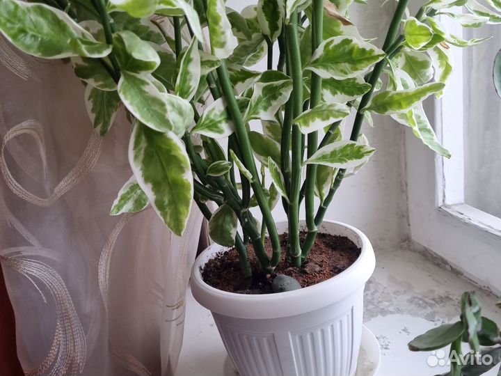 Педилантус с горшком