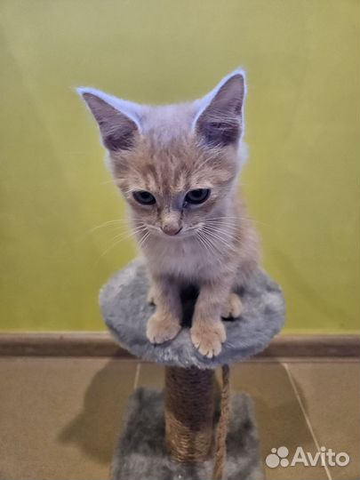 Котик ласковый вакцинированный
