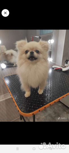 Стрижка кошек и собак грумер