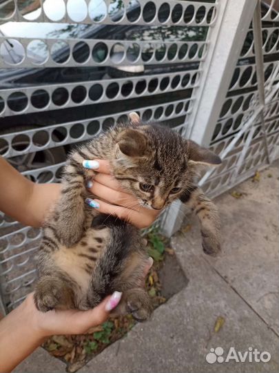 Б леопардовая кошка