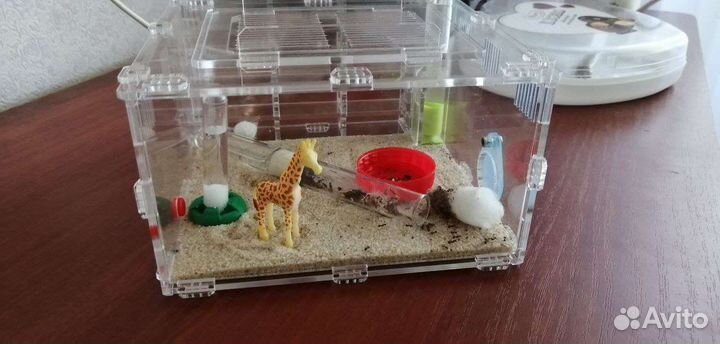 Муравьиная ферма без муравьев