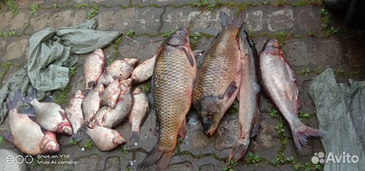 Свежая рыба