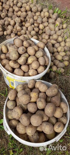 Картофель семенной