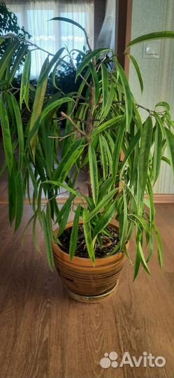 Фикус Али Биннендийка