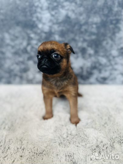 Пти брабансон