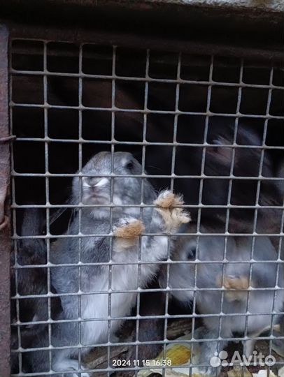 Молодняк кролики