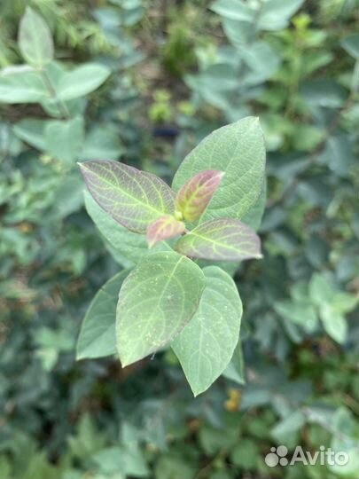 Жимолость татарская саженцы